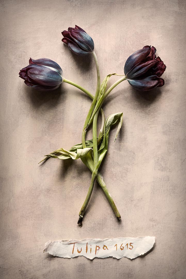 Tulipa Tristan Dark Vanitas DSC1493