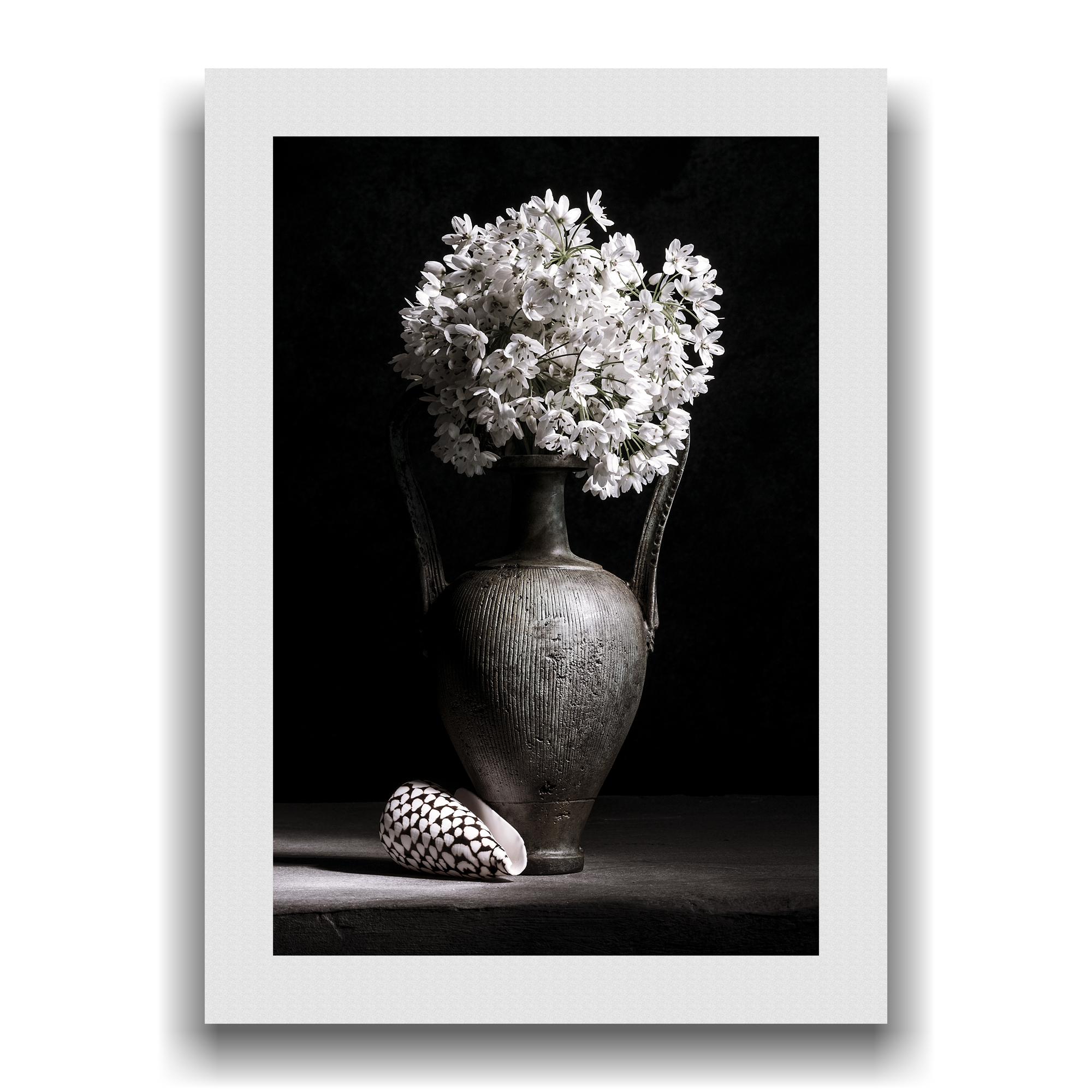 Still life with white flowers and shell