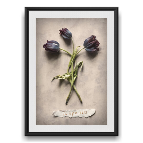 Tulipa