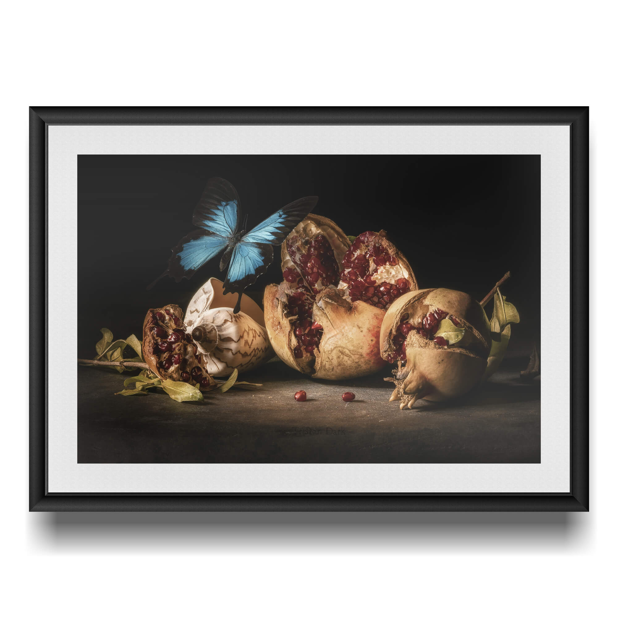 Still life with rotten pomegranates and butterfly